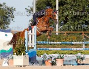 BICOCCHI Hialoubet Vassago GioCav2013 S6 7758 : BICOCCHI Emilio, Campionati Italiani Giovani Cavalli, Cattolica, Hialoubet Vassago, ph Stefano Secchi ©